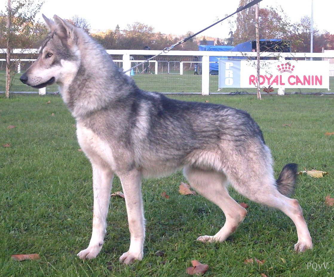Greywolf Gevaudan de la Compagnie au Loup Gris 